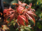 Acer palmatum 'Golden Pond'